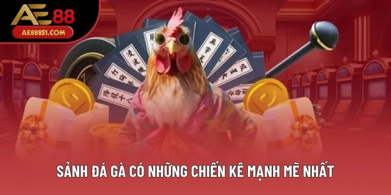 Sảnh đá gà có những chiến kê mạnh mẽ nhất Sảnh đá gà có những chiến kê mạnh mẽ nhất