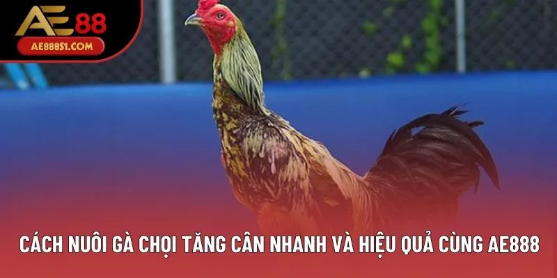 Cách Nuôi Gà Chọi Tăng Cân Nhanh Và Hiệu Quả Cùng AE888