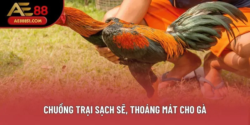 Chuồng trại sạch sẽ, thoáng mát cho gà