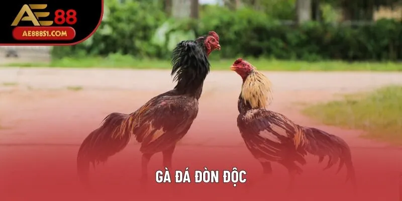 Gà Đá Đòn Độc - Những Thế Đá Đẳng Cấp Bậc Nhất Năm 2025