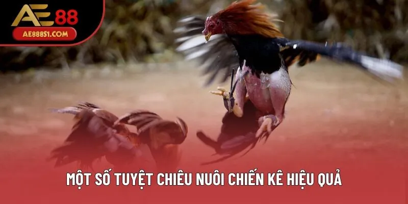 Một số tuyệt chiêu nuôi chiến kê hiệu quả