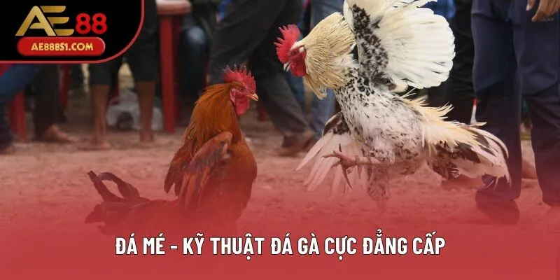 Đá mé - Kỹ thuật đá gà cực đẳng cấp
