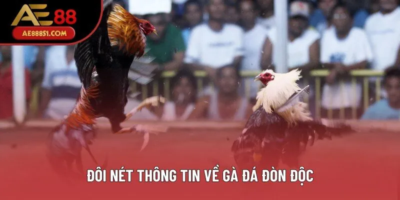 Đôi nét thông tin về gà đá đòn độc