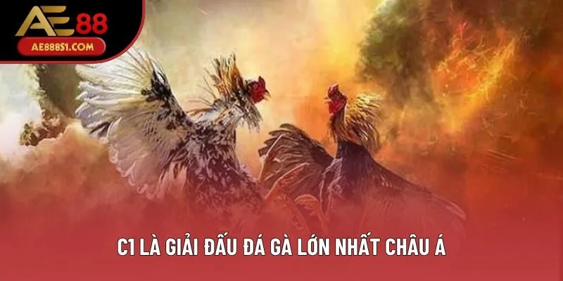 C1 là giải đấu đá gà lớn nhất châu Á C1 là giải đấu đá gà lớn nhất châu Á