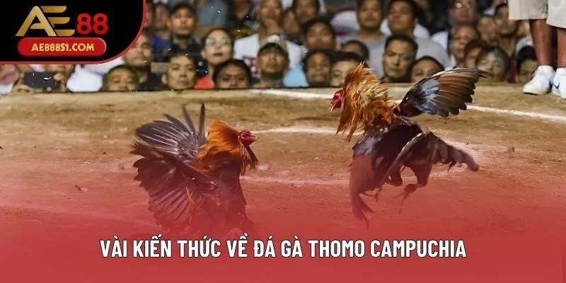 Vài kiến thức về đá gà Thomo Campuchia Vài kiến thức về đá gà Thomo Campuchia