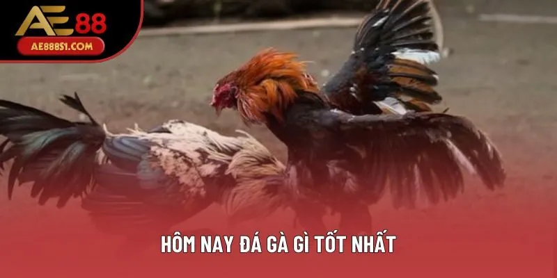 Hôm Nay Đá Gà Gì Tốt Nhất - Mẹo Chọn Trận Dễ Thắng