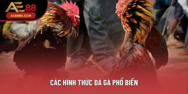 Các hình thức đá gà phổ biến