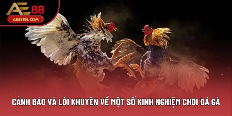 Cảnh báo và lời khuyên về một số kinh nghiệm chơi đá gà Cảnh báo và lời khuyên về một số kinh nghiệm chơi đá gà
