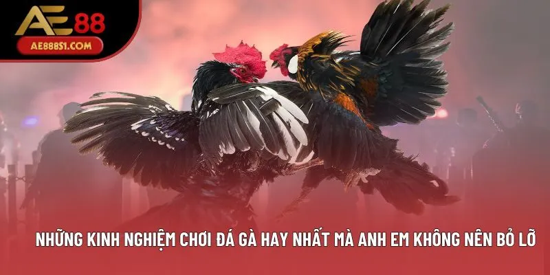 Những kinh nghiệm chơi đá gà hay nhất mà anh em không nên bỏ lỡ Những kinh nghiệm chơi đá gà hay nhất mà anh em không nên bỏ lỡ