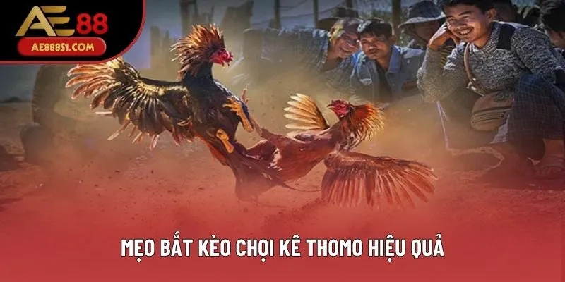 Mẹo bắt kèo chọi kê Thomo hiệu quả Mẹo bắt kèo chọi kê Thomo hiệu quả