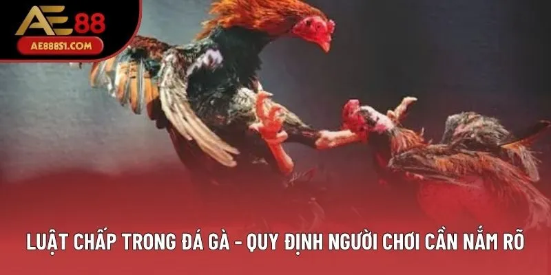 Luật Chấp Trong Đá Gà - Quy Định Người Chơi Cần Nắm Rõ