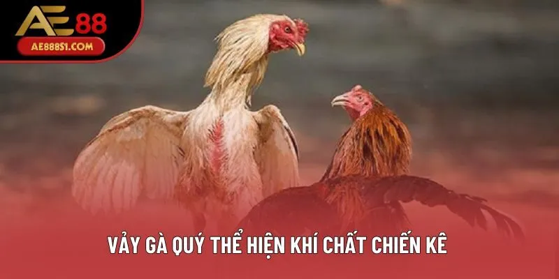 Vảy gà quý thể hiện khí chất chiến kê Vảy gà quý thể hiện khí chất chiến kê