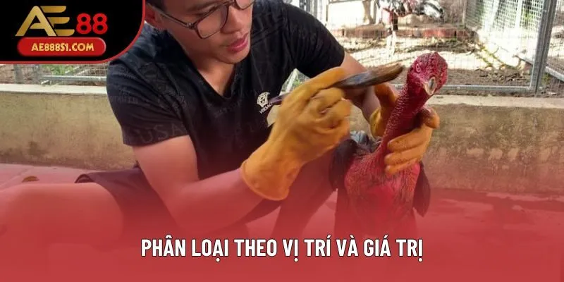 Phân loại theo vị trí và giá trị