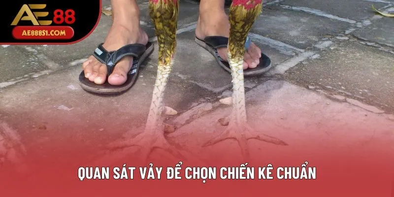 Quan sát vảy để chọn chiến kê chuẩn